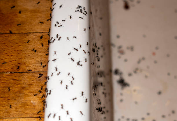 Best Flea Control Services  in Colbert, OK