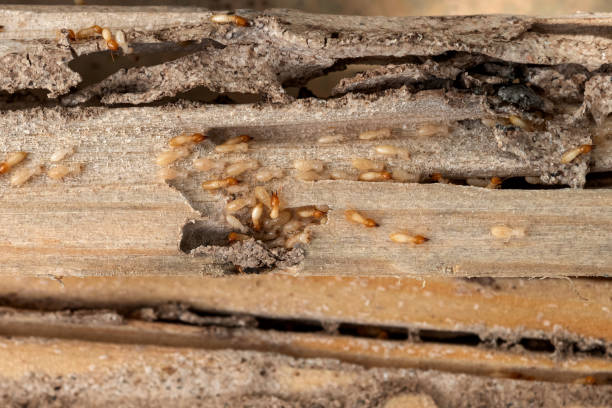 Best Wasp Removal Services  in Colbert, OK